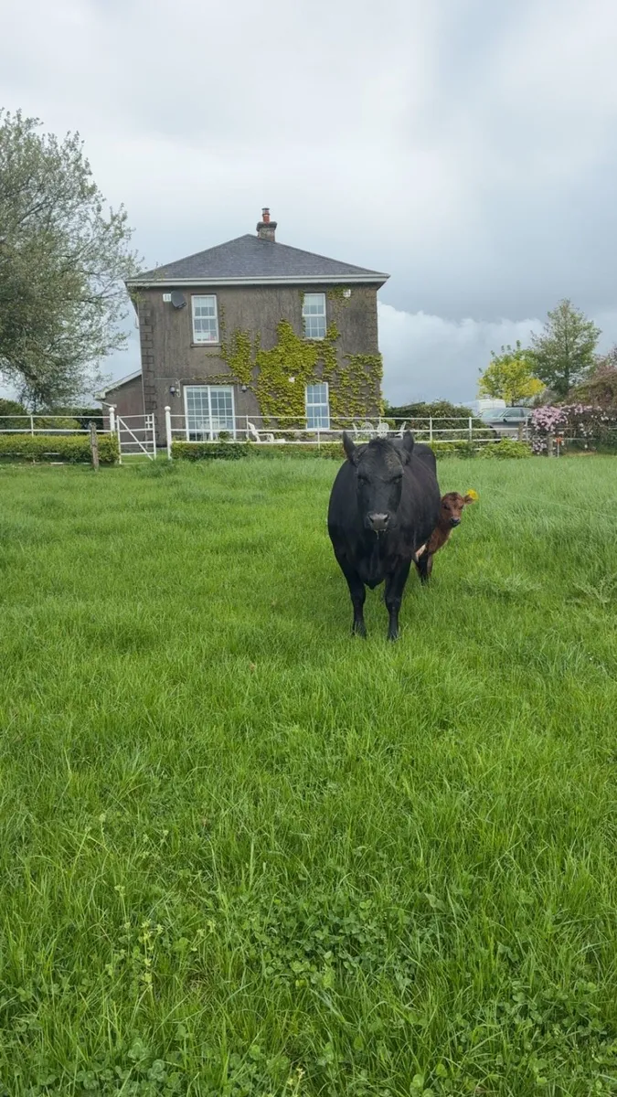 Cow and calf - Image 2