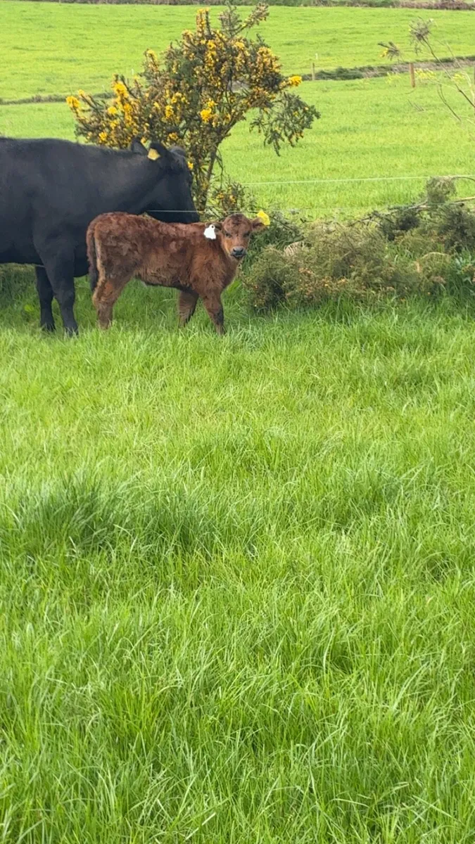 Cow and calf - Image 3