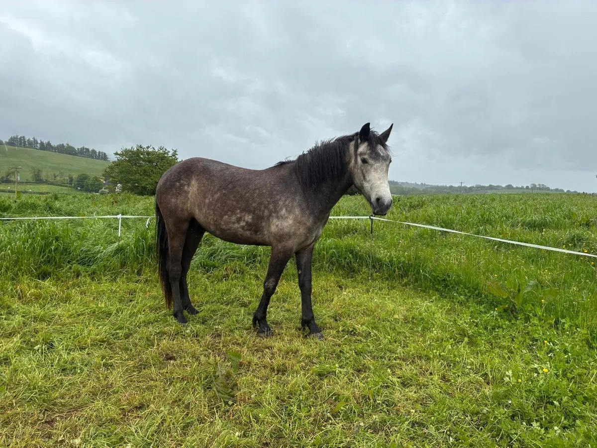 2 year old gelding - Image 4