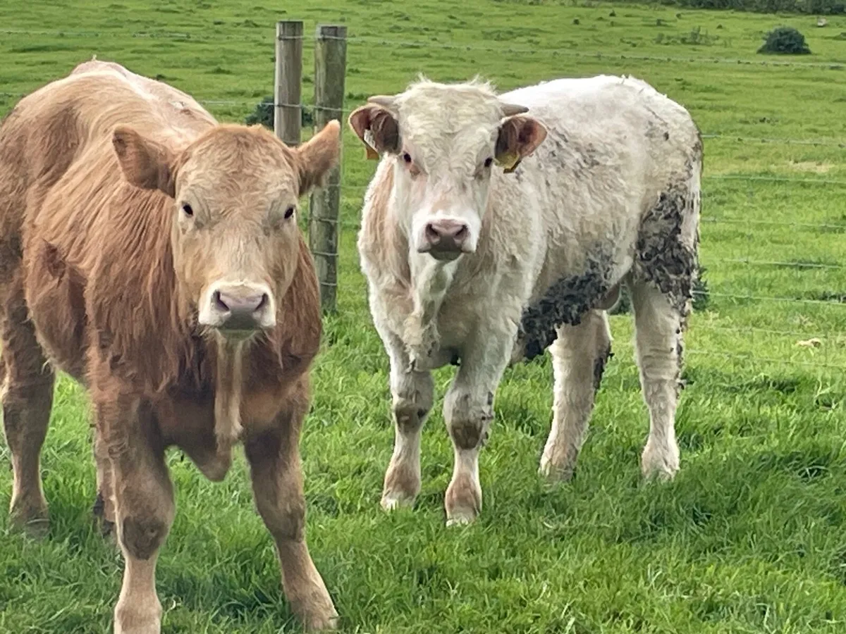 12 super 330 kg bull Weanlings - Image 1