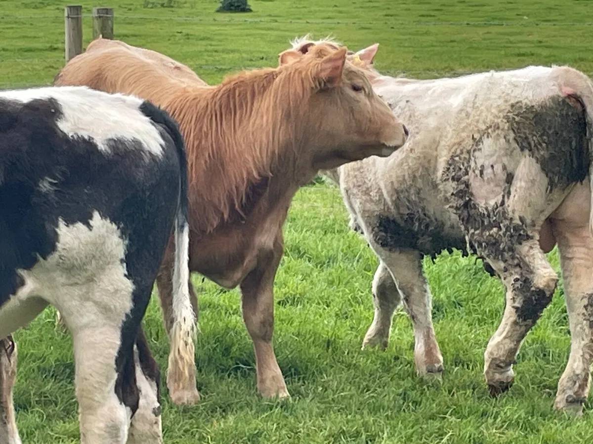 12 super 330 kg bull Weanlings - Image 2