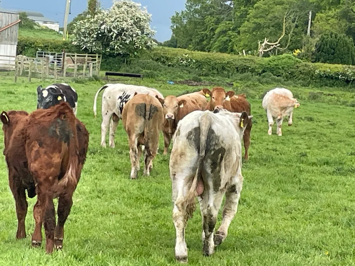 12 super 330 kg bull Weanlings - Image 4