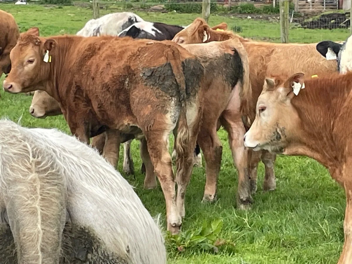 12 super 330 kg bull Weanlings - Image 3