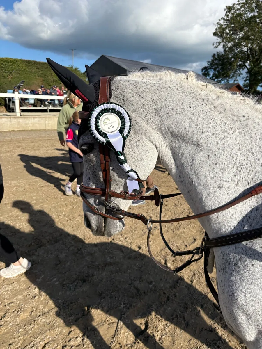Pony - Image 4