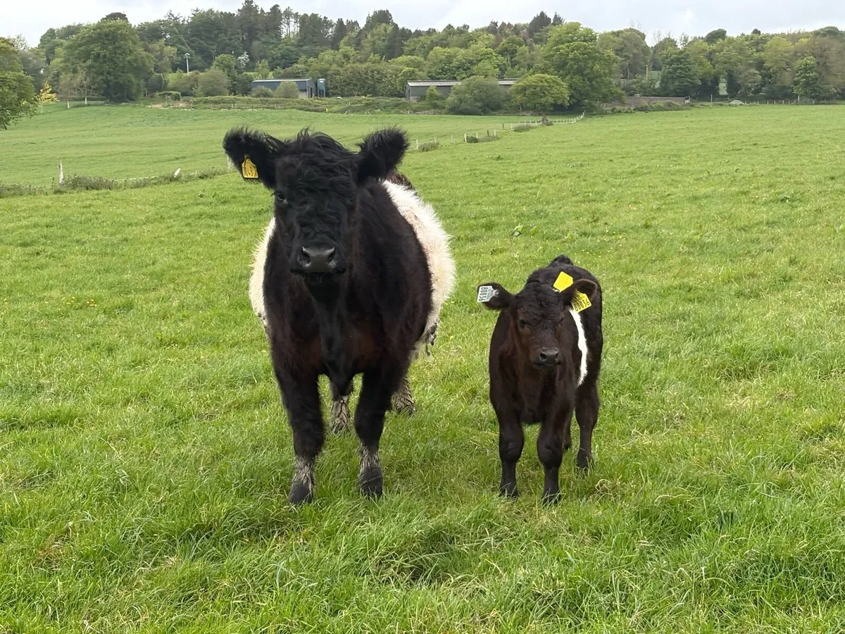 Belted Galloway and calf - Image 2