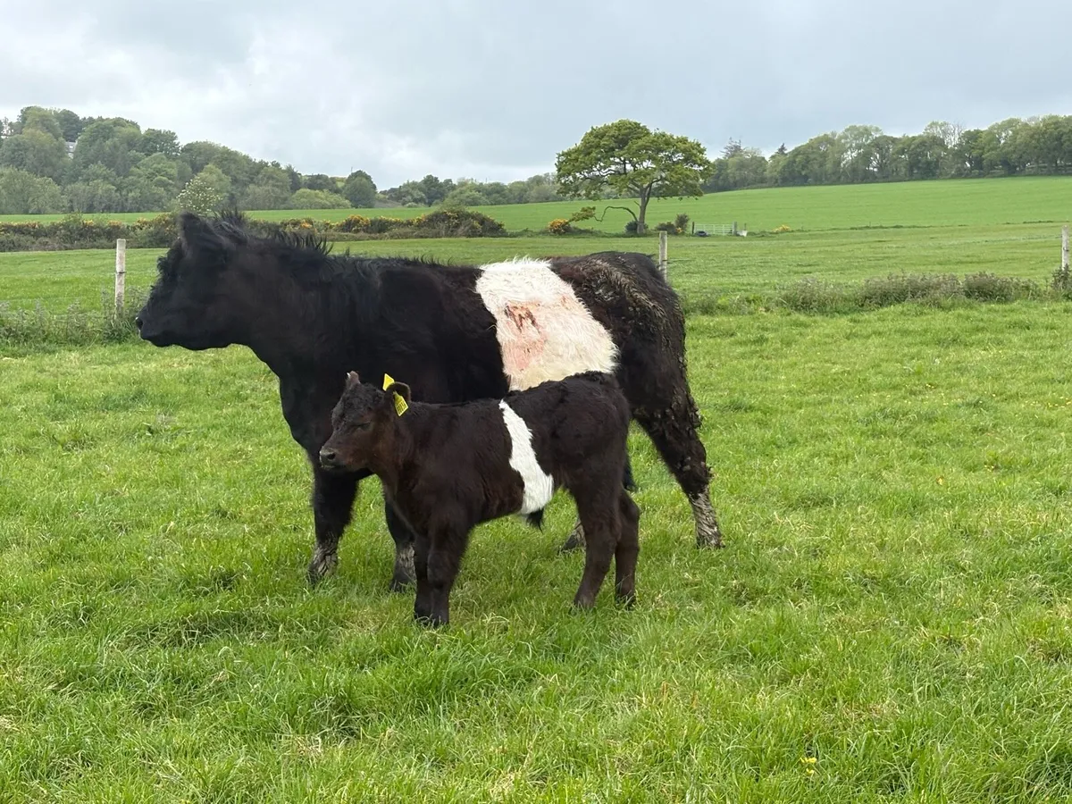 Belted Galloway and calf - Image 3