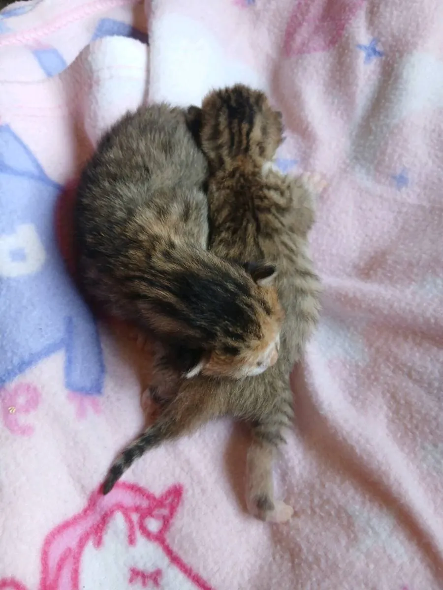 Fluffy Kittens and pond Snails - Image 2