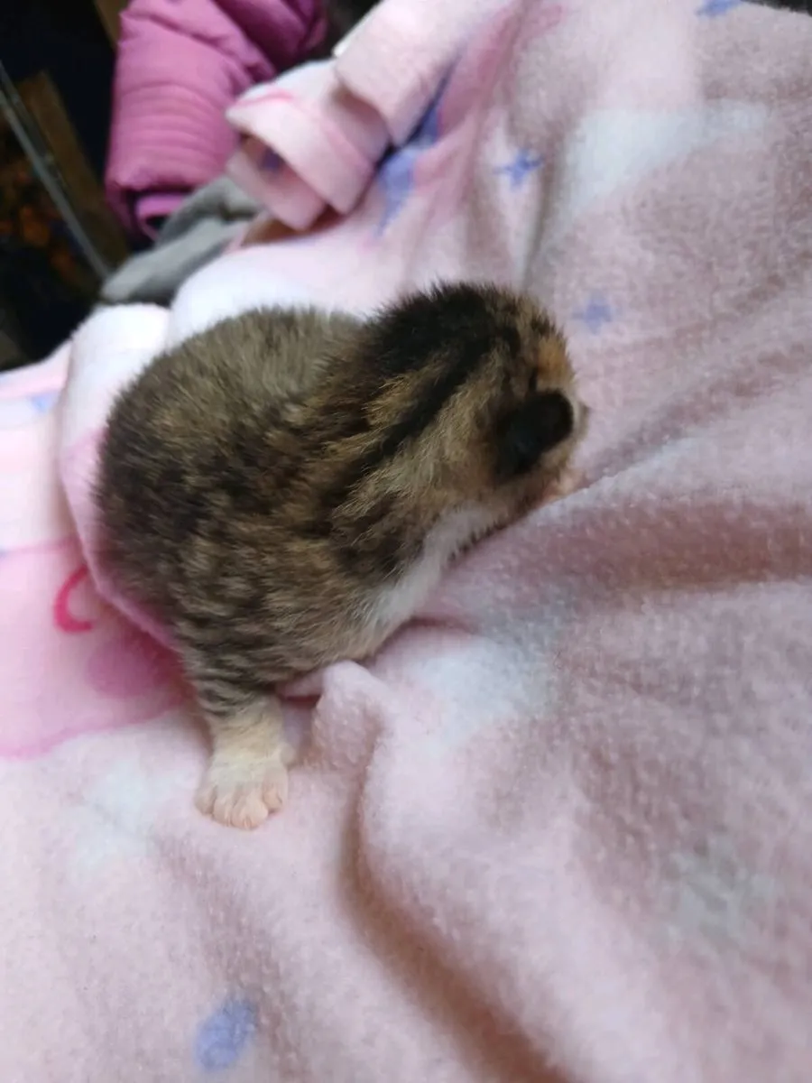 Fluffy Kittens and pond Snails - Image 4