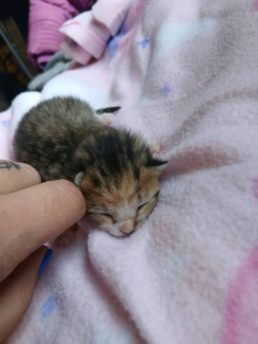 Fluffy Kittens and pond Snails - Image 3