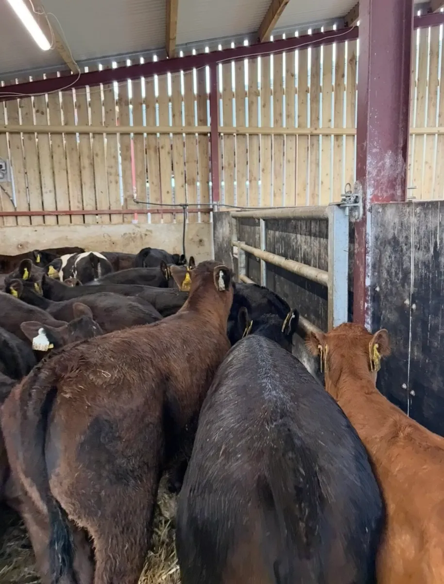 28 serous continental heifer runners🔥🔥🔥 - Image 1