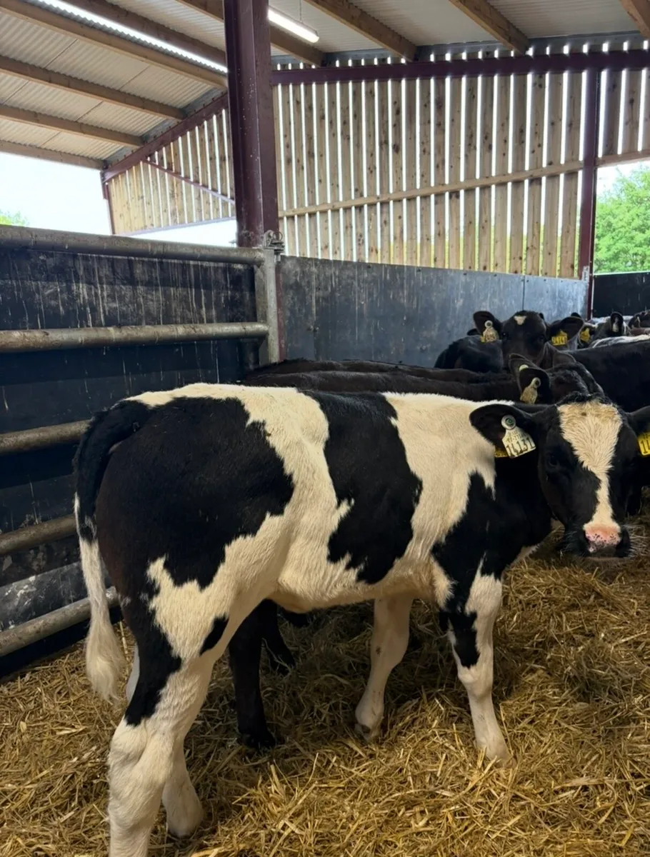 28 serous continental heifer runners🔥🔥🔥 - Image 2