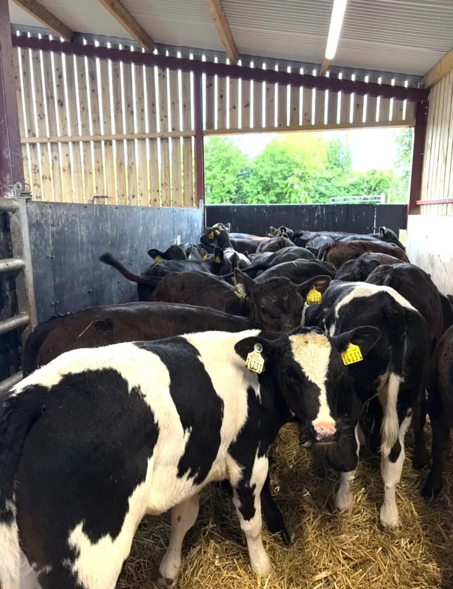 28 serous continental heifer runners🔥🔥🔥 - Image 3