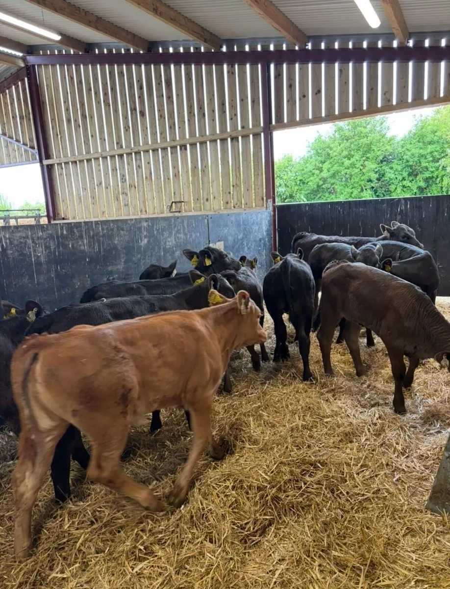 28 serous continental heifer runners🔥🔥🔥 - Image 4