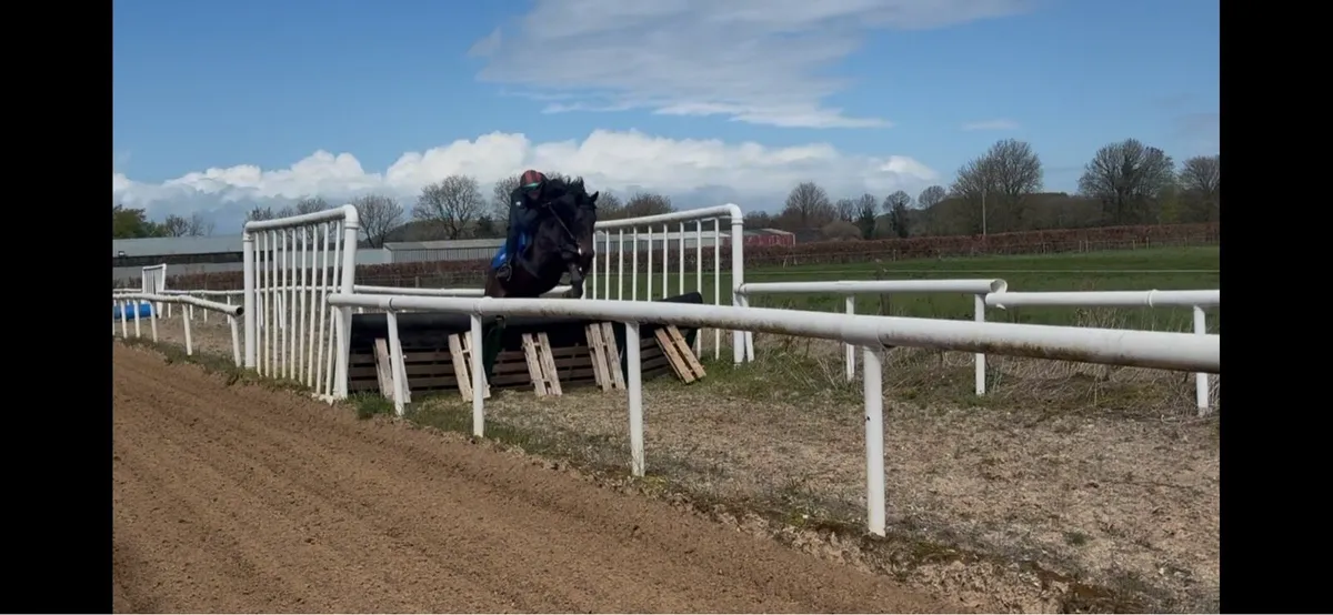 3yo Affinisea filly - Image 2
