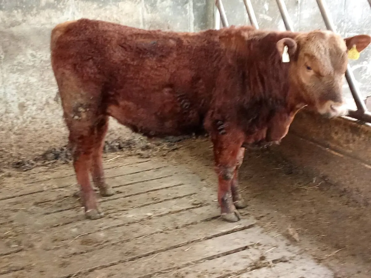 Bull - Image 1