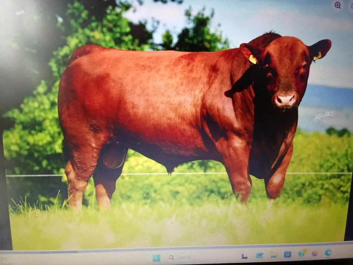 Bull - Image 2