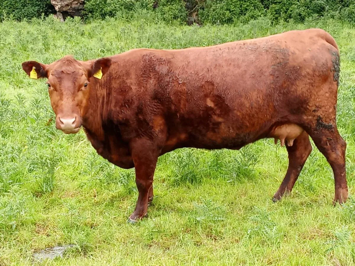 Bull - Image 3