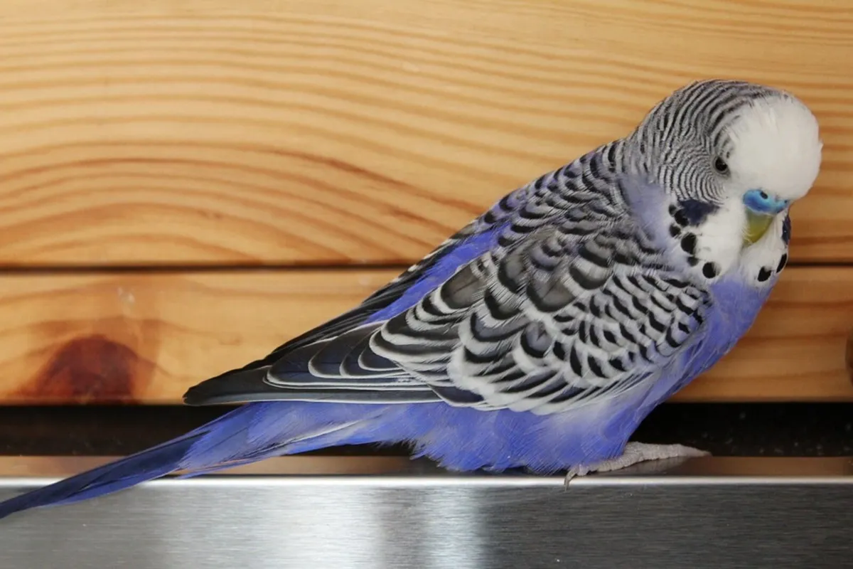 Budgie - Image 2