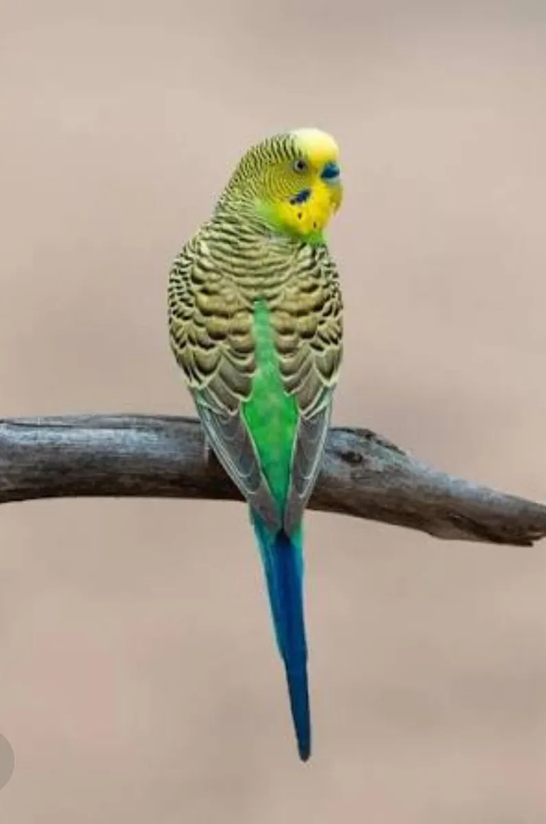Budgie - Image 3