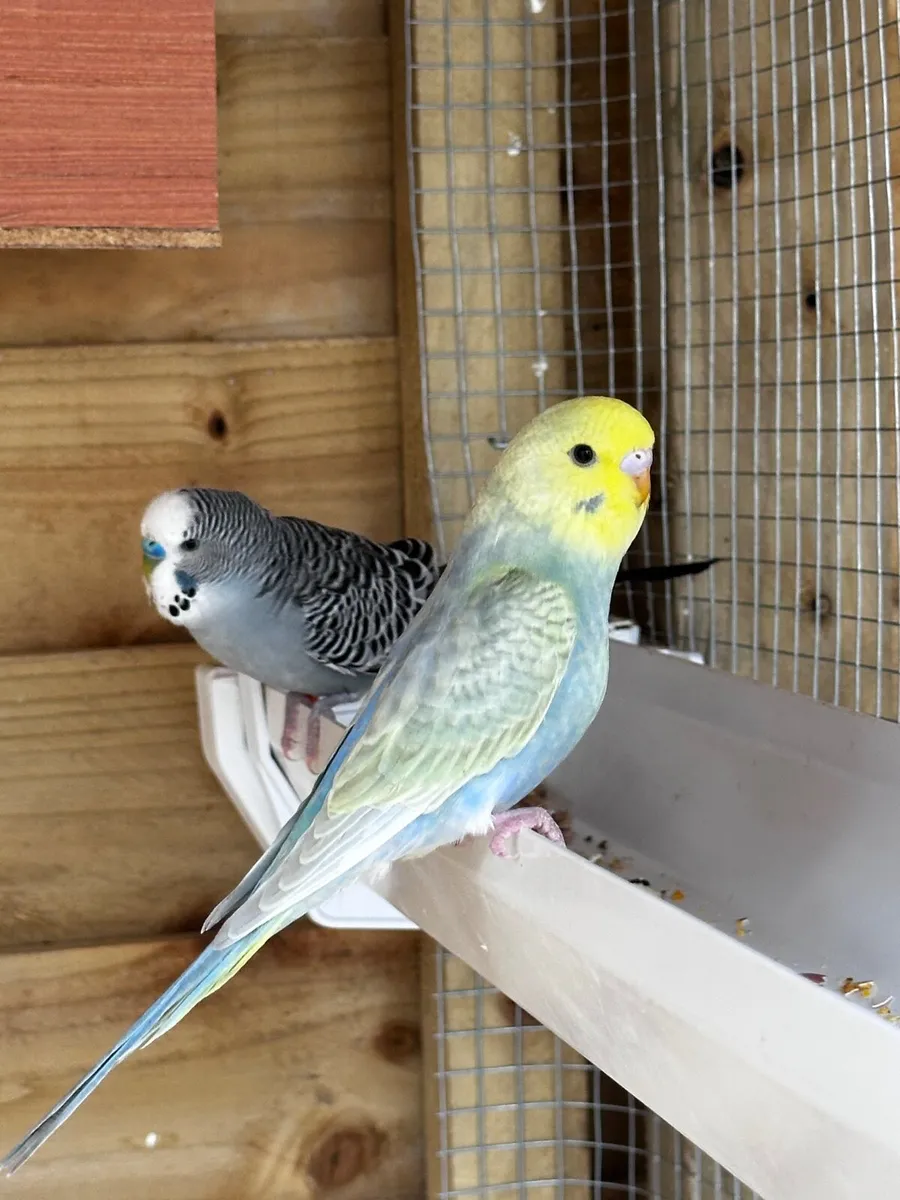 Budgie - Image 1