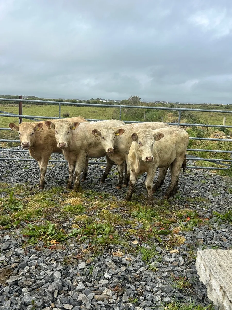 4 Super Charlaois Heifers No Moves - Image 4