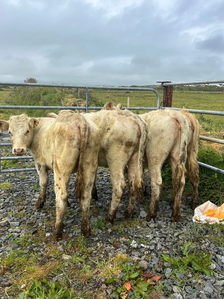 4 Super Charlaois Heifers No Moves - Image 1