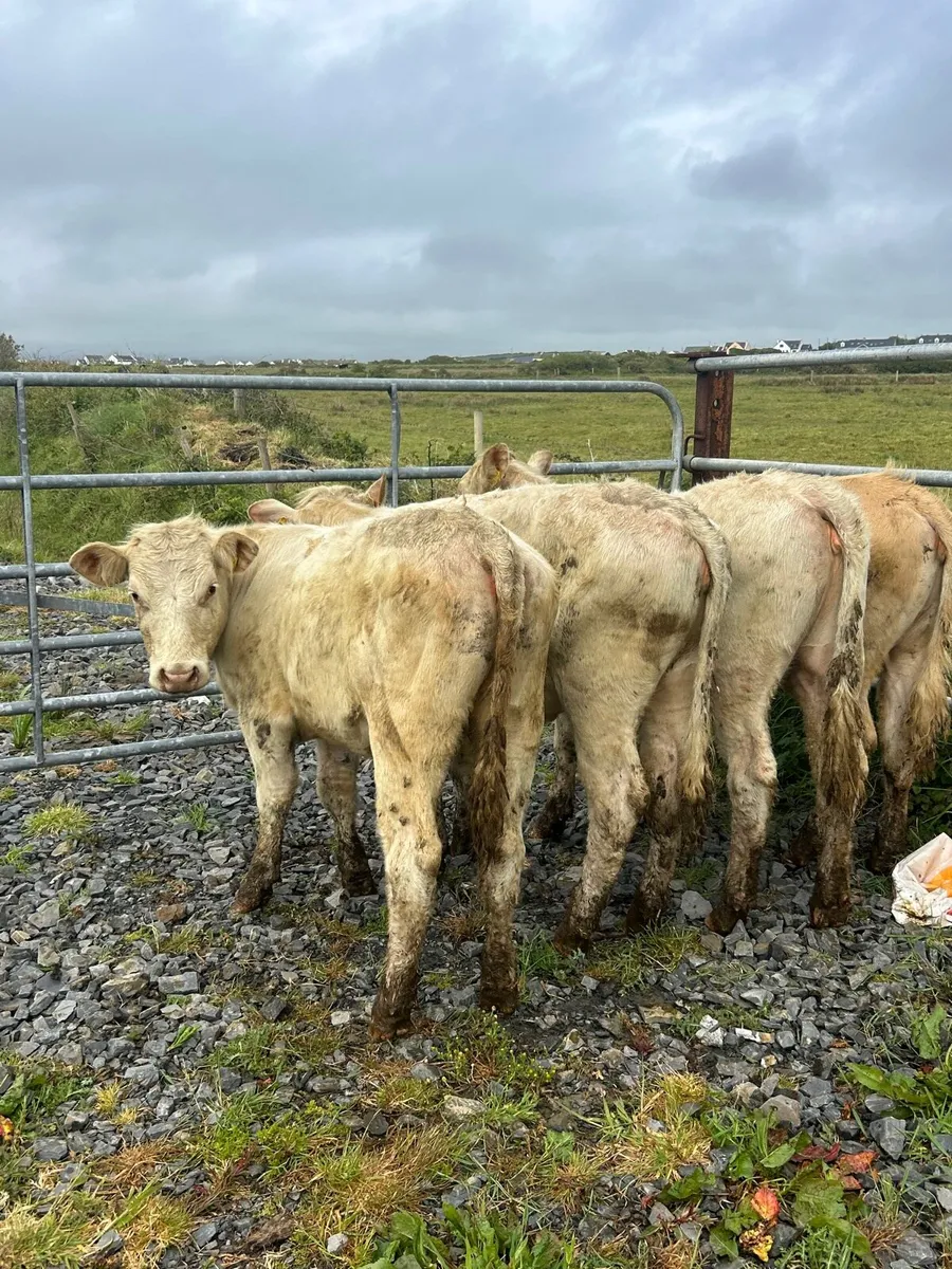 4 Super Charlaois Heifers No Moves - Image 2