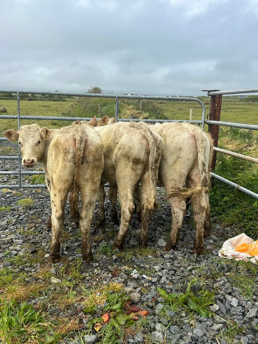 4 Super Charlaois Heifers No Moves - Image 3