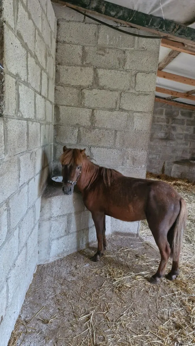 Miniature Pony 3rd year at stud - 50 euro fee - Image 1