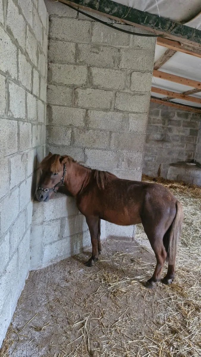 Miniature Pony 3rd year at stud - 50 euro fee - Image 2