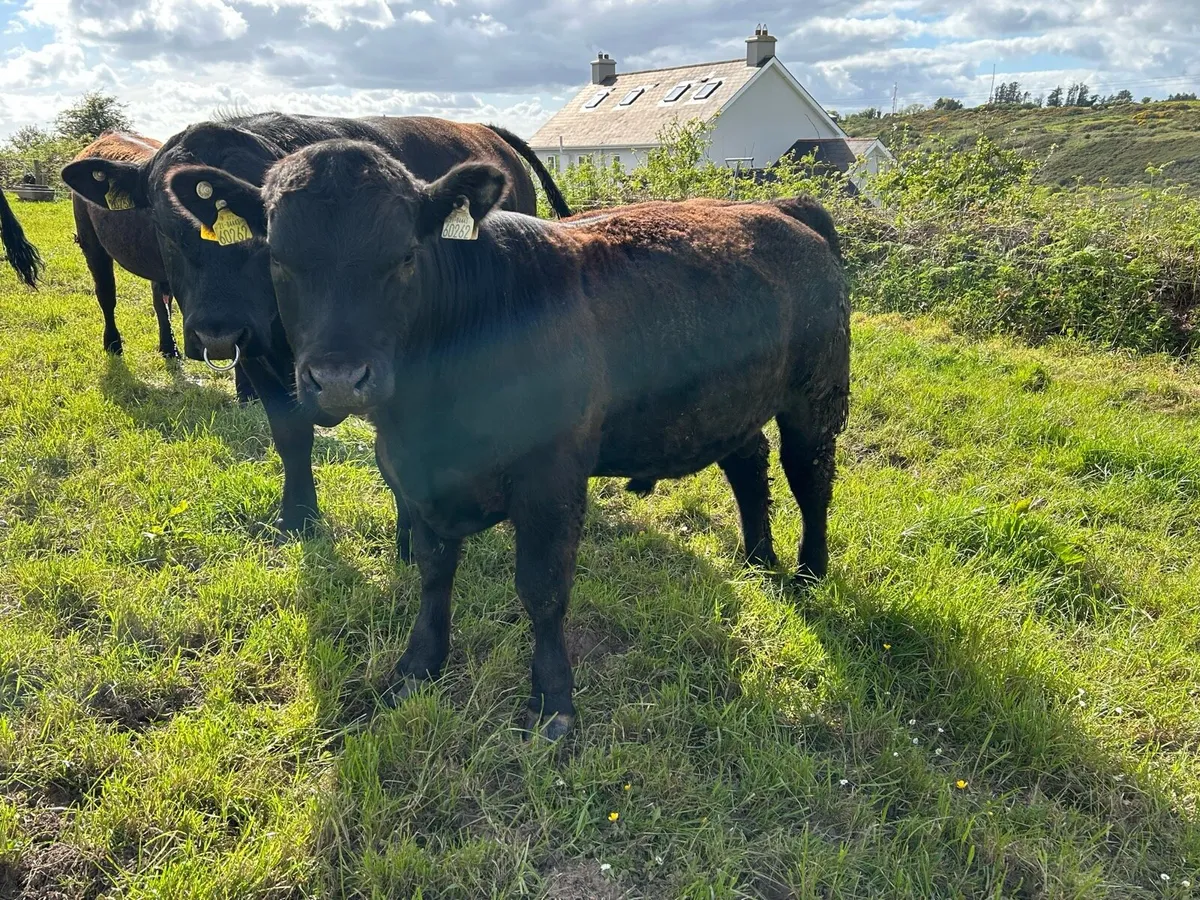 PBR Angus Bull - Image 3