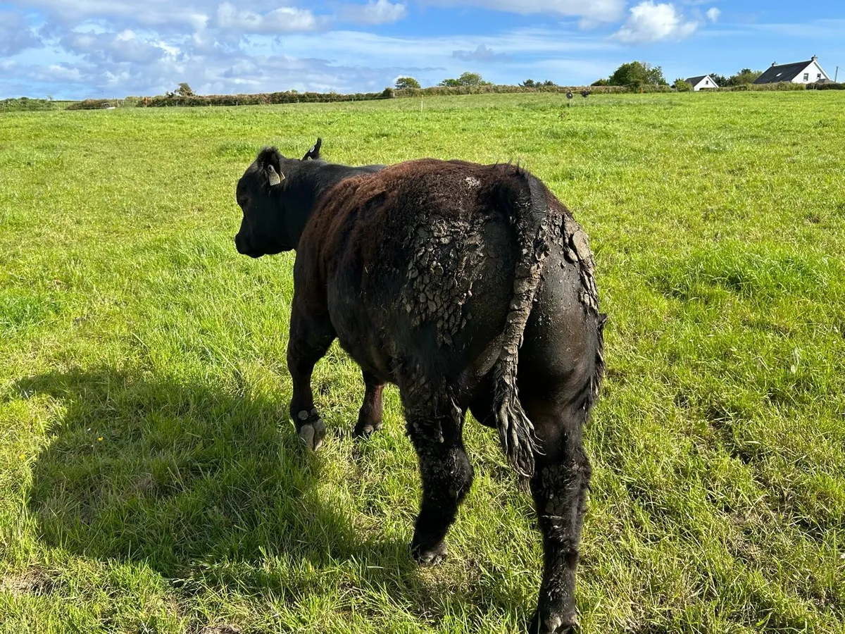 PBR Angus Bull - Image 2