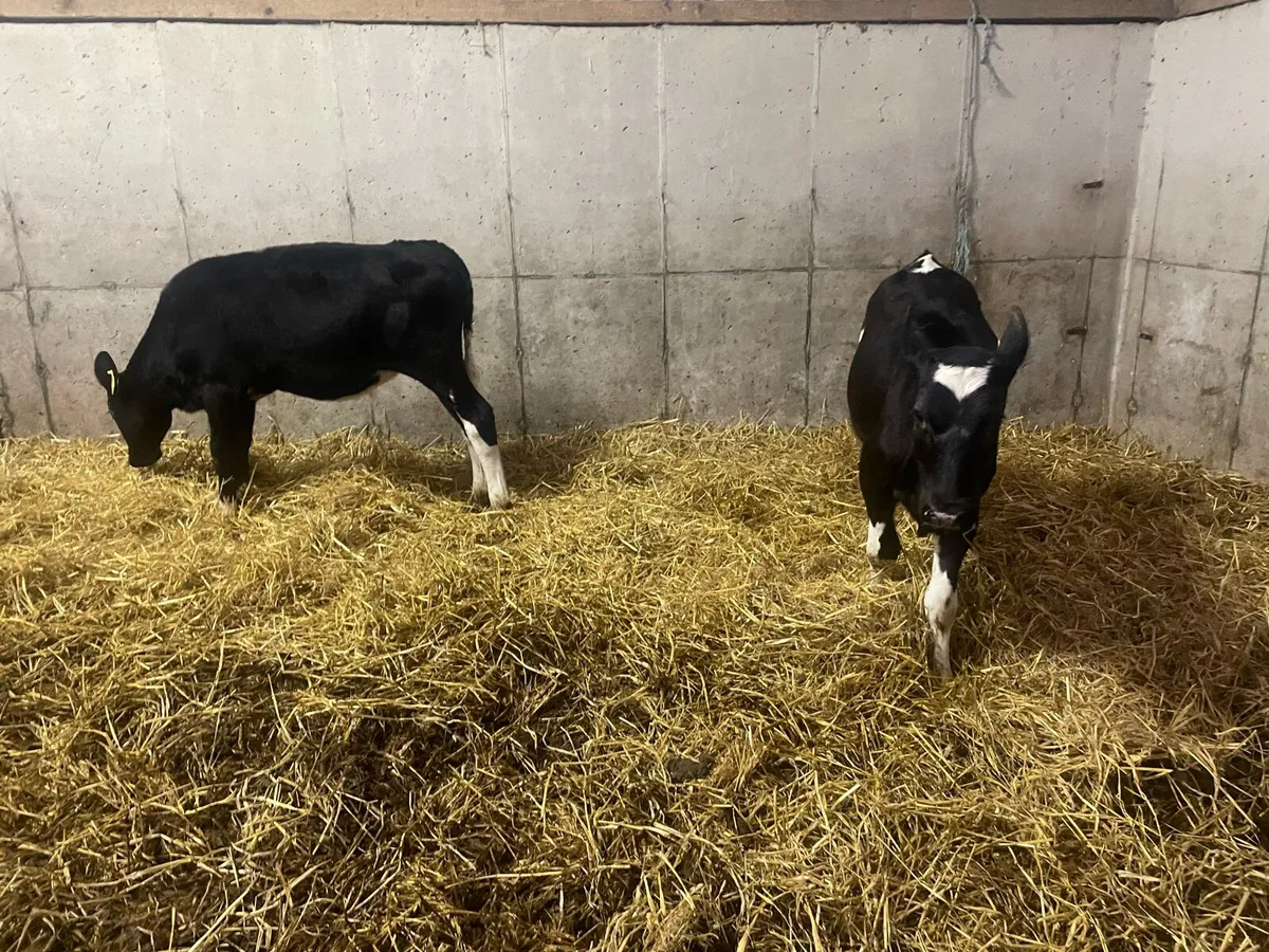 Freisian Hfr calves - Image 1