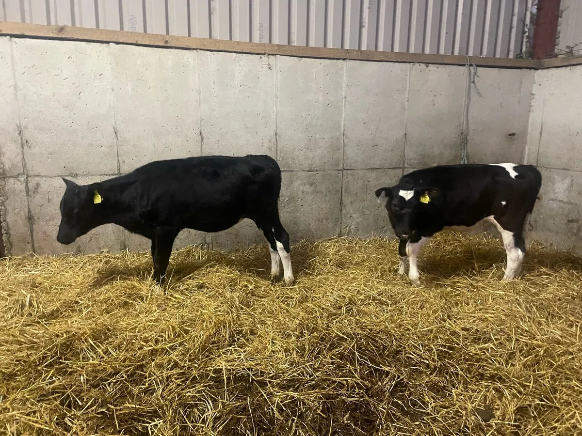 Freisian Hfr calves - Image 2