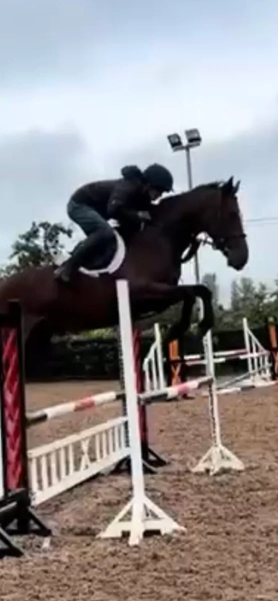 5 Year old mare - Image 1