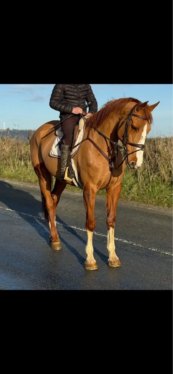 Stunning allrounder - Image 2