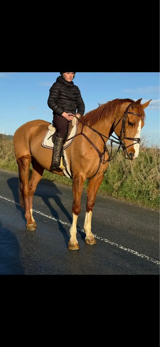 Stunning allrounder - Image 3