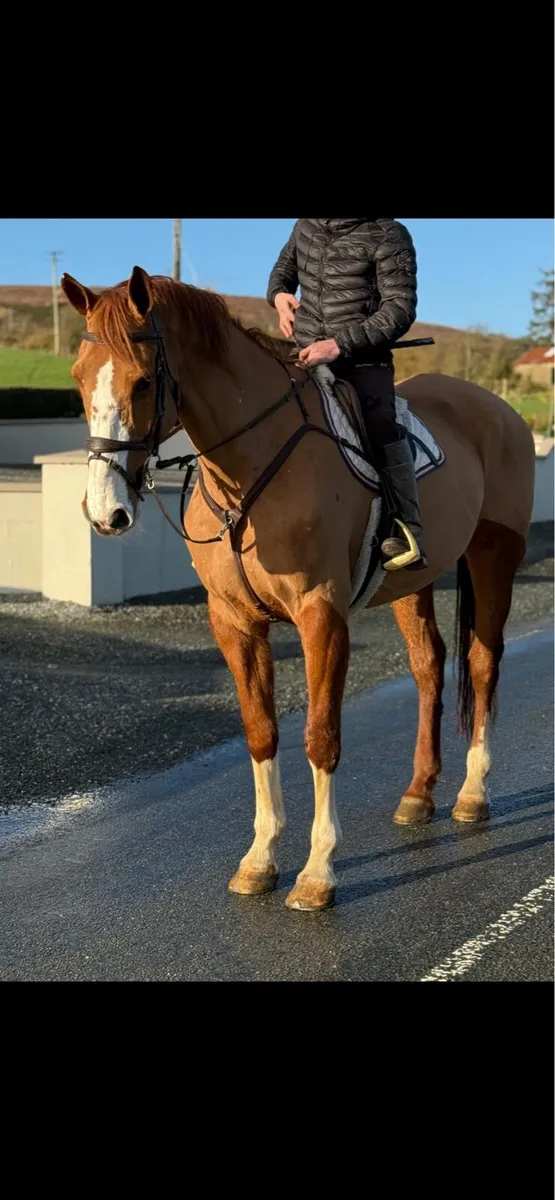Stunning allrounder - Image 4