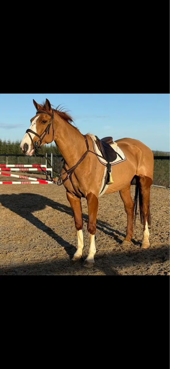 Stunning allrounder - Image 1