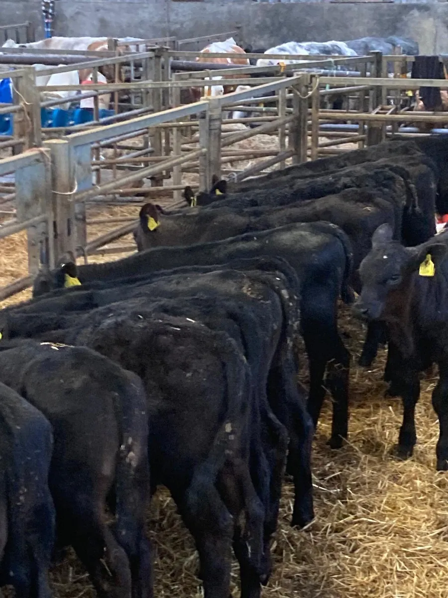 Angus bull’s - Image 1
