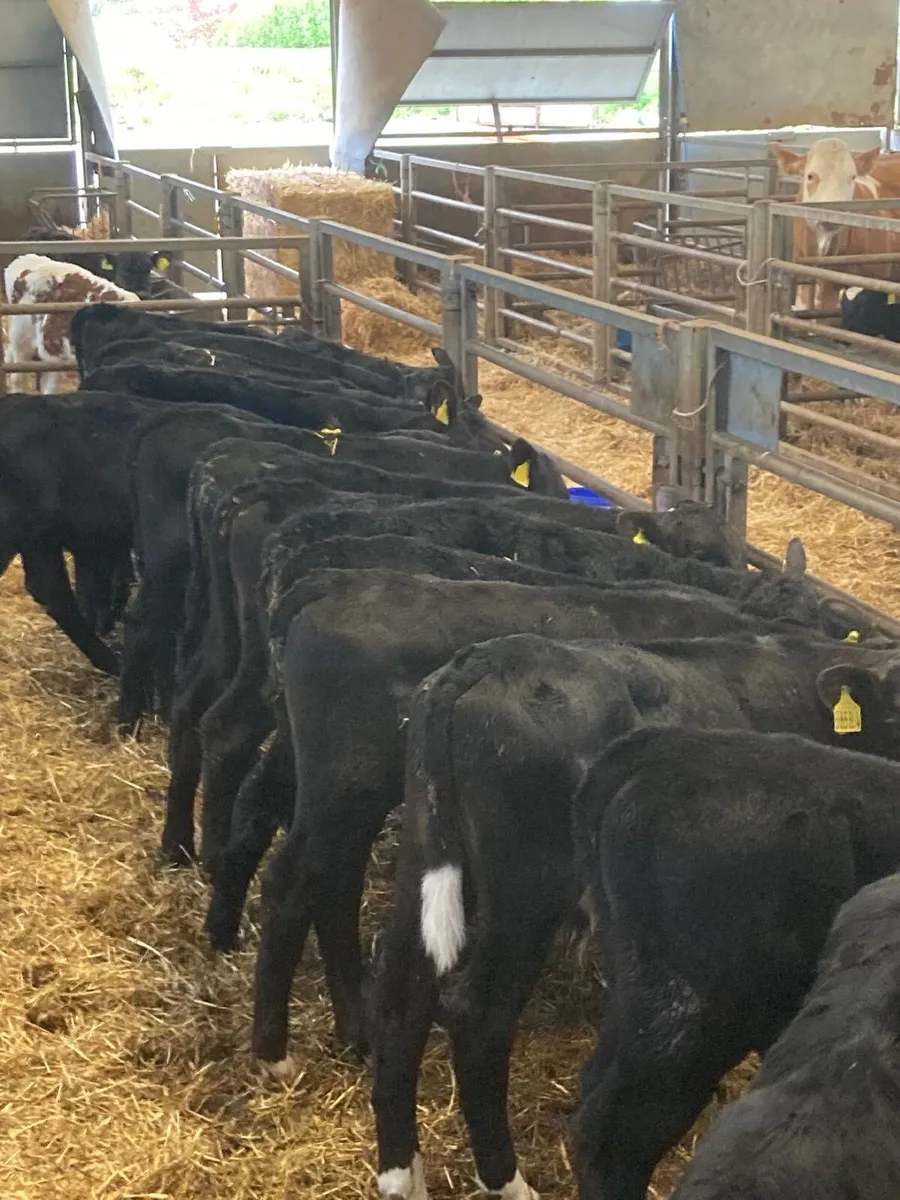 Angus bull’s - Image 2
