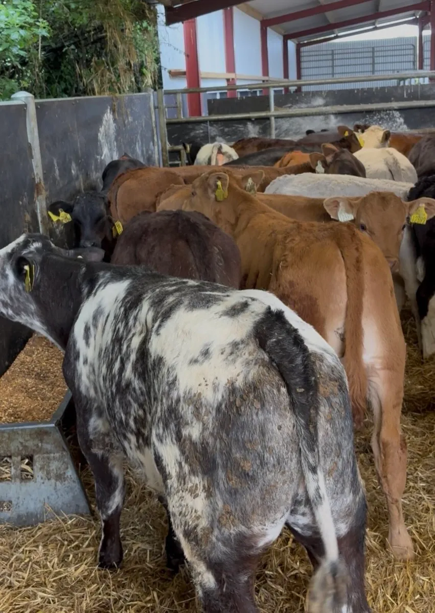 22 super continental bull runners 3-4 months old🔥 - Image 1