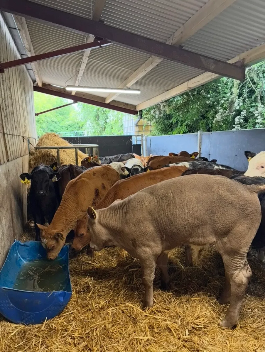 22 super continental bull runners 3-4 months old🔥 - Image 3
