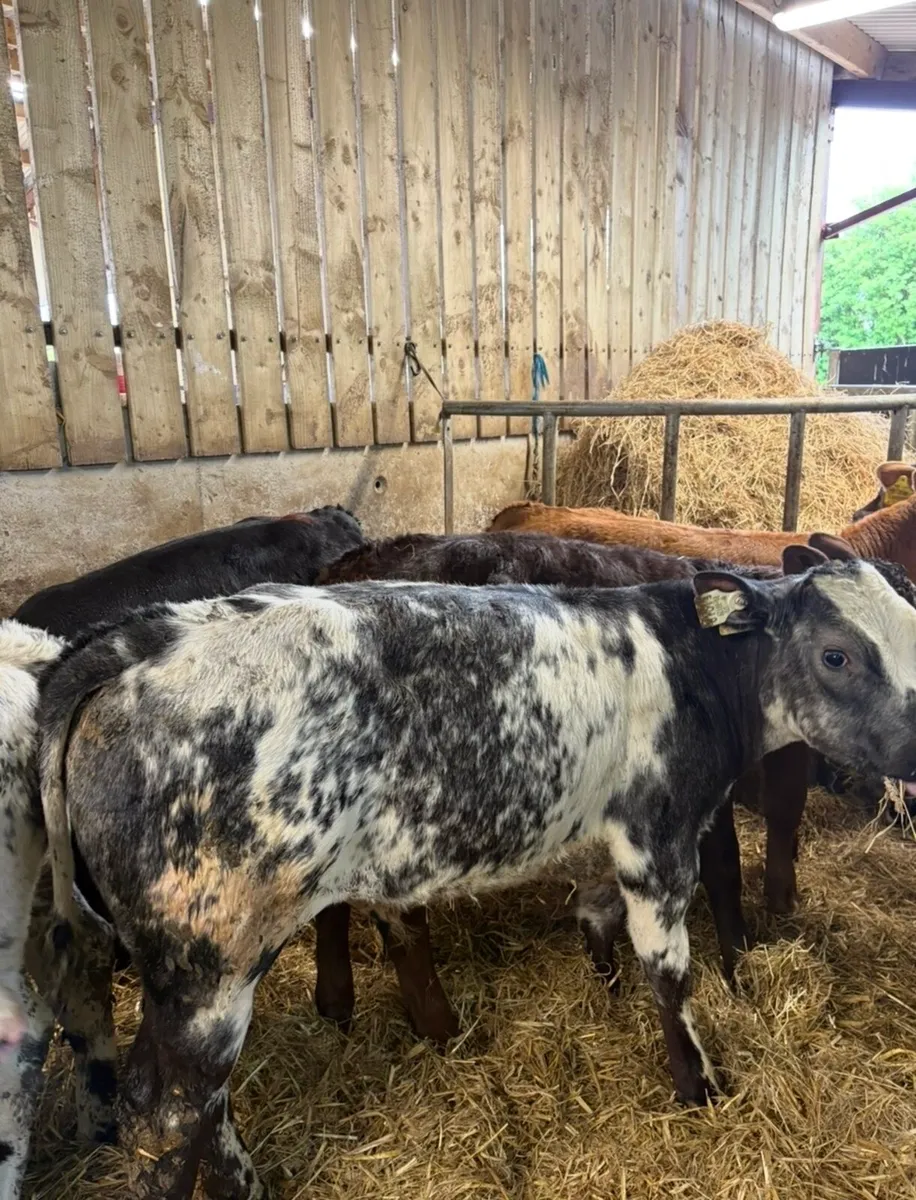 22 super continental bull runners 3-4 months old🔥 - Image 4