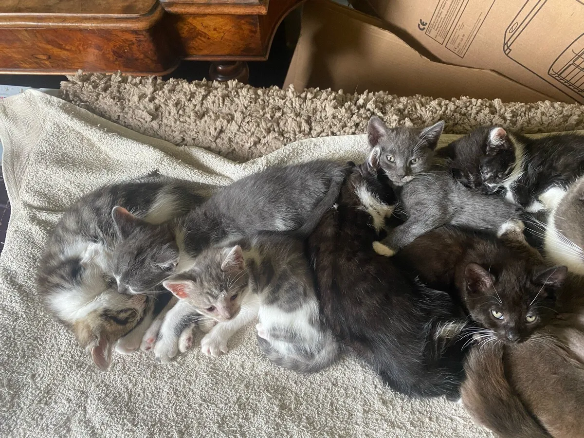 Kittens bengal Persian mix - Image 1