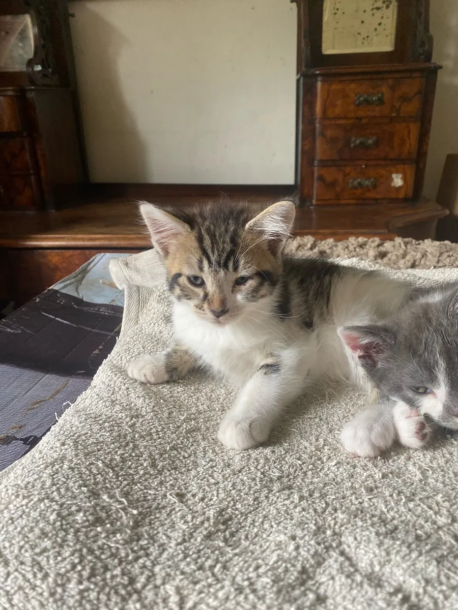 Kittens bengal Persian mix - Image 4