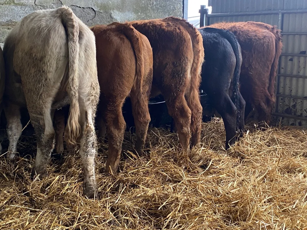 6 Super 330kg Weanling Heifers - Image 2