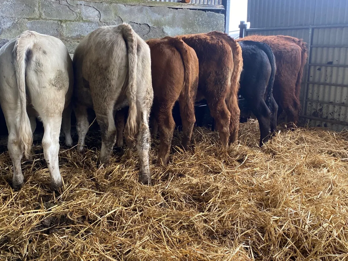 6 Super 330kg Weanling Heifers - Image 3