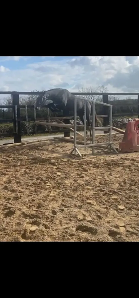 Watermill Swatch Gelding - Image 1