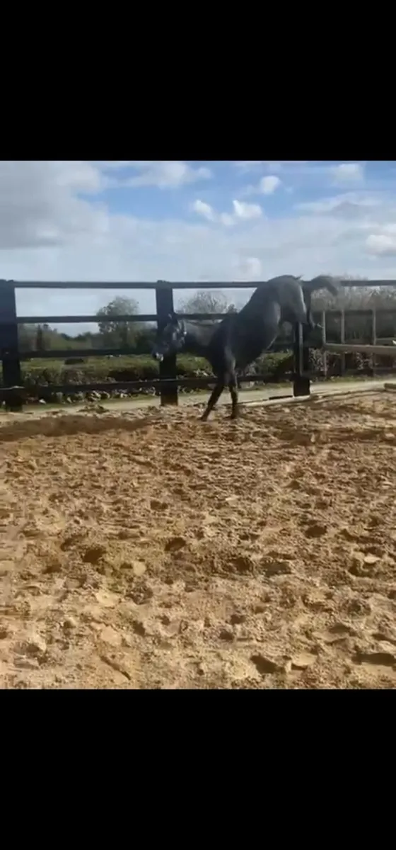 Watermill Swatch Gelding - Image 2